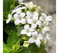 Veronica d'appartamento tappezzante e resistente vaso per decorazione del soggiorno decorative decorazione del giardino Aiule rialzate per il giardino 100semi
