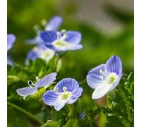 Veronica primaverili per i luoghi soleggiati copertura del terreno 30semi