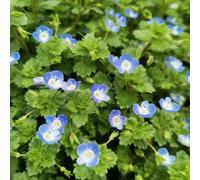 veronica semi da giardino balcone con parterre decorativo giardino ombra, semi perenni resistenti del 150pcs