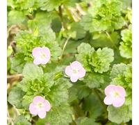 veronica semi di giardino ombra, resistenti giardino selvaggio interni balcone primavera riverdimento tetti 100pcs