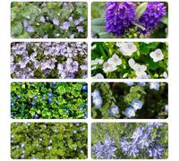 veronica semi di giardino ombra, resistenti giardino selvaggio interni balcone primavera riverdimento tetti 100pcs