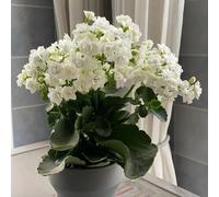 Veronicasemi di resistenti in vaso tappezzante e resistente in vasosemi di selvatici lungo periodo per un copertura del terreno 50semi