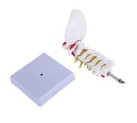 Vertebra cervicale Arteria Colonna vertebrale Nervi spinali Modello anatomico Anatomia per la didattica delle scienze in classe