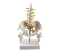 Vertebre lombari piccole rimovibili con ossa del bacino e delle gambe, modello anatomico medico for l'educazione scientifica, strumento di dimostrazione medica