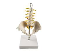 Vertebre lombari rimovibili con ossa del bacino e delle gambe, modello anatomico della colonna lombare con sacro e nervi spinali, replica didattica della sezione lombosacrale con nervi e un'ernia del