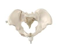 Vertebre lombari rimovibili con ossa del bacino e delle gambe, modello anatomico della colonna lombare con sacro e nervi spinali, replica didattica della sezione lombosacrale con nervi e un'ernia del