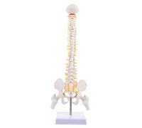 verticale verticale anatomia verticale 1pc di colonna
