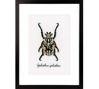 VERVACO Kit Punto Croce Contato Scarabeo Beige Decorativi per Pareti ca. 12 x 18 cm Set Fai da Te Creativo Adulti Casa Decor Arte da Parete Kit per Hobby Cross Stitch