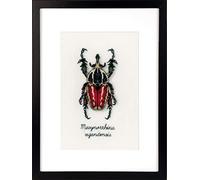 VERVACO Kit Punto Croce Contato Scarabeo Rosso Decorativi per Pareti ca. 12 x 18 cm Set Fai da Te Creativo Adulti Casa Decor Arte da Parete Kit per Hobby Cross Stitch