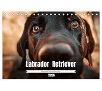 Verzauberung Labrador Retriever 2026 (Tischkalender 2026 DIN A5 quer), CALVENDO Monatskalender: ChatGPT: Ein liebevoll gestalteter Kalender voller ... - für alle, die Hunde mit dem Herzen sehen.