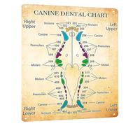 Veterinary Clinic Decor Metal Tin Sign with Vintage Canine Chart Educational Anatomy Reference Poster Professional Office 8 X 12 inch