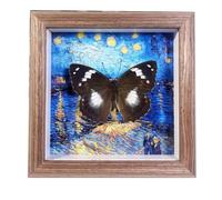 Vetrina for Insetti con Coperchio Trasparente, Contenitore for Campioni in Legno da Collezione(B)