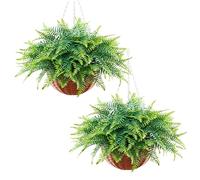 VEVOR Felci Artificiali Pendenti 2 pezzi, Pianta Finta di Felce di Boston Lunghezza Sospesa 584 mm, Felci Decorativi Cadenti in Plastica Interno Esterno da Parete, Casa Ufficio Giardino Feste Portico
