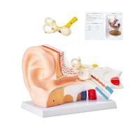 VEVOR Modello Anatomia 3D dell'Orecchio Umano, 3 Parti, Modello di Orecchio Umano Ingrandito 5 Volte, Orecchio Esterno, Medio, Interno con Base, Modello di Orecchio Anatomico in PVC per Insegnamento