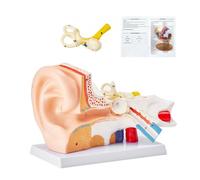 VEVOR Modello Anatomia 3D dell'Orecchio Umano, 3 Parti, Modello di Orecchio Umano Ingrandito 5 Volte, Orecchio Esterno, Medio, Interno con Base, Modello di Orecchio Anatomico in PVC per Insegnamento