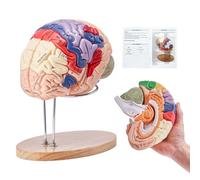 VEVOR Modello anatomico del cervello umano, 2X Modello in 4 parti a grandezza naturale con etichette e base espositiva, Modello cerebrale staccabile Insegnamento Apprendimento Visualizzazione