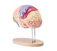 VEVOR Modello Anatomico del Cervello Umano in 4 Parti a Grandezza Naturale, Base Espositiva con Etichette, Cervello Staccabile per Insegnamento e Apprendimento