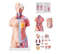 VEVOR Torso Anatomia Modello Torso Umano 45 cm Torso Umano Modello Anatomia Modelli