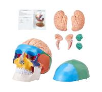 VEVOR Modello Anatomico di Cranio Umano, Cervello Umano Modello per Cranio 3 Pezzi, Modello di Cranio Anatomico, Cranio Anatomico in PVC, Modello di Cranio per Apprendimento Rimovibile per Anatomia