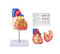 VEVOR Modello Anatomico di Cuore Umano 1:1, 2 Parti Staccabili Parti Numerate