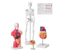 VEVOR Modello Anatomico per Corpo Umano 4 Pezzi Cervello Torso Cuore Scheletro