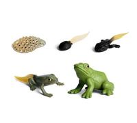 Vgvgaj Set di 5 Cicli di Crescita delle Rane Ciclo Di Vita Di Rana Modello Figure Realistiche Di Rana per L'Apprendimento E Gli Aiuti Pedagogici