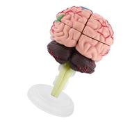 ViaGasaFamido Modello Anatomico del Cervello Umano, Giocattolo Educativo in Plastica per lo Studio della Neurologia con Caratteristiche Realistiche e Parti di Assemblaggio per la Formazione Medica