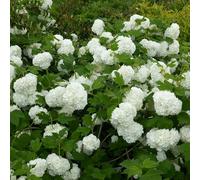 Viburno opulus roseum, 2 piante alte da 40 a 60 cm, vaso Ø16, palla di neve