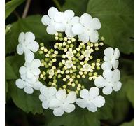 Viburno palla di neve "Viburnum opulus compactum" pianta in vaso 19cm h80/100cm
