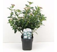 Viburno Tino "Viburnum tinus" lentaggine 3 piante da siepe sempreverde in vaso ø9 cm h. 40/50 cm Vivaio di Castelletto