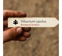 Viburnum opulus SEEDS - - SEMI Pallon di maggio | Viburno palla di neve