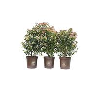 Viburnum tinus 'Eve Price', Viburno, Pianta vera in vaso Vannucci Piante, Pianta da terrazzo (cod. 23) (3x)