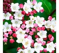 Viburnum tinus - Laurustino sempreverde da giardino, fiorito | Pianta rustica ideale per vasi, contenitori e aiuole: perfetta da piantare in giardino nella stagione giusta.