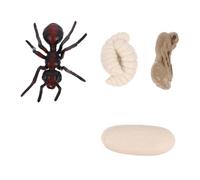 VICASKY 1 Ciclo di crescita degli insetti Modello giocattolo di formica rossa figure del ciclo di vita della formica giocattolo per bambini giocattoli per bambini di lumaca modelli animali