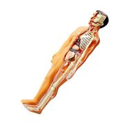 VICASKY 1 Set Anatomia Umana Per Stelo Anatomia Kit Formazione Scheletro Anatomia Parti del Corpo Preparazione Apprendimento Osso Anatomia Figura Di Plastica