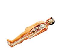 VICASKY 1set Anatomici Per Educativo Scheletro e Rimovibili Kit Anatomia Per Apprendimento