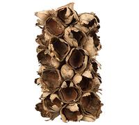 Vickerman Segmento di semi giganti naturali da 25,4-30,5 cm, piccolo, 1 pezzo, essiccato