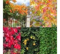 Vid silvestre resistente - semi di balcone in de bonsái perenni resistenti esotici resistenti balcone serra ciondoli perenni 500pcs