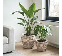 vidaXL Cesto per Piante 2 pz Grigio naturale Rattan Kubu