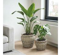 vidaXL Cesto per Piante GENDT 2 pz Grigio naturale Rattan Kubu