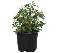 vidaXL Vaso per Fiori 100 PCS Nero Ø 15 x 12.5 cm Plastica, Vaso da Balcone Moderno, cilindrico, Resistente, per Interni ed Esterni, Un portafiori alla Moda per Il Tuo Ambiente