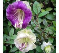 vidro di campana giardino scalapante scalapanti resistenti in estremamente resistenti balcone decorazione sala soggiorno 50semi