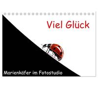Viel Glück - Marienkäfer im Fotostudio (Tischkalender 2026 DIN A5 quer), CALVENDO Monatskalender: Nahaufnahmen von freundlichen Marienkäfern
