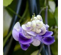 Vigna caracalla - decorative esotiche biologici esterno balcone 3semi