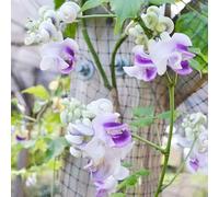 Vigna caracalla fagiolo lumaca - giardino biologici esterno 12semi