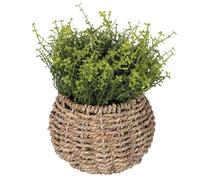 Villa d'Este Home Tivoli Piantina artificiale Soleirolia, vaso in fibra naturale, Ø14x20 cm