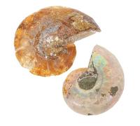 VILLCASE 2 fossili di ammonite da 2-4 cm, autentiche fossili di lumaca come decorazione realistica e materiale didattico educativo per progetti di geologia, collezionisti e bambini