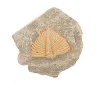 VILLFUL Esemplare Fossile di Trilobite Naturale Forme Casuali, Campione Artropode per Strumento Didattico e Collezione Paleontologica Decorativa per Insegnamento e Appassionati