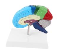 VILLFUL Modello Anatomico Dell'emisfero Cerebrale Destro in Scala 1:1 Per L'educazione Anatomica E Fisiologica Umana Risorsa Di Apprendimento Medico Per Studi Medici