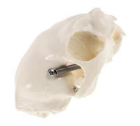 VILLFUL Modello Anatomico Di Scheletro Di Gatto Cranio Realistico Per Studio Esposizione in Aula Insegnamento Scientifico Decorazione Di Halloween E Collezione